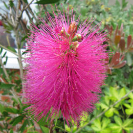 Bottlebrush, Pink